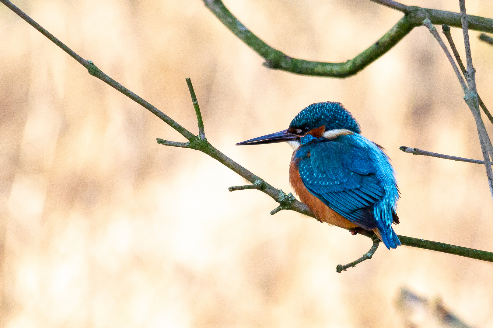 Kingfisher