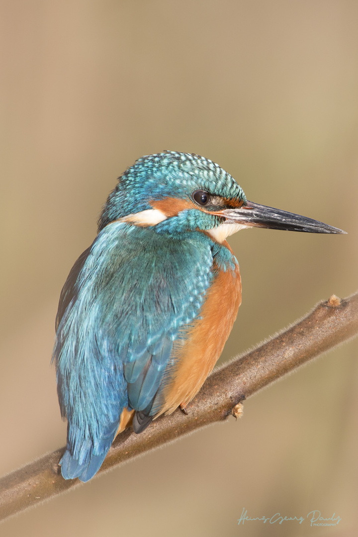 Kingfisher