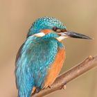 Kingfisher