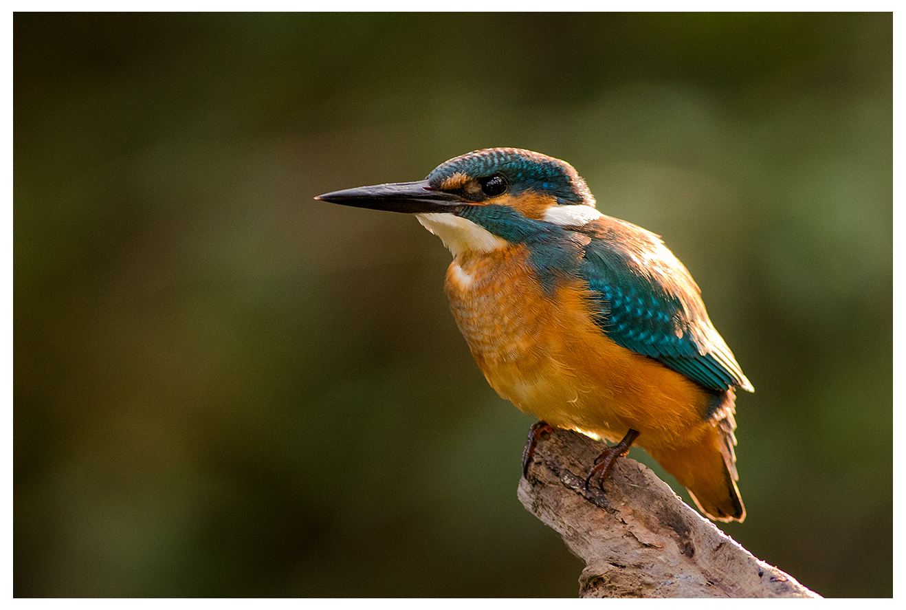 kingfisher