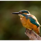 kingfisher