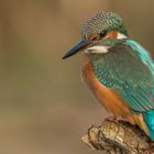 KINGFISHER