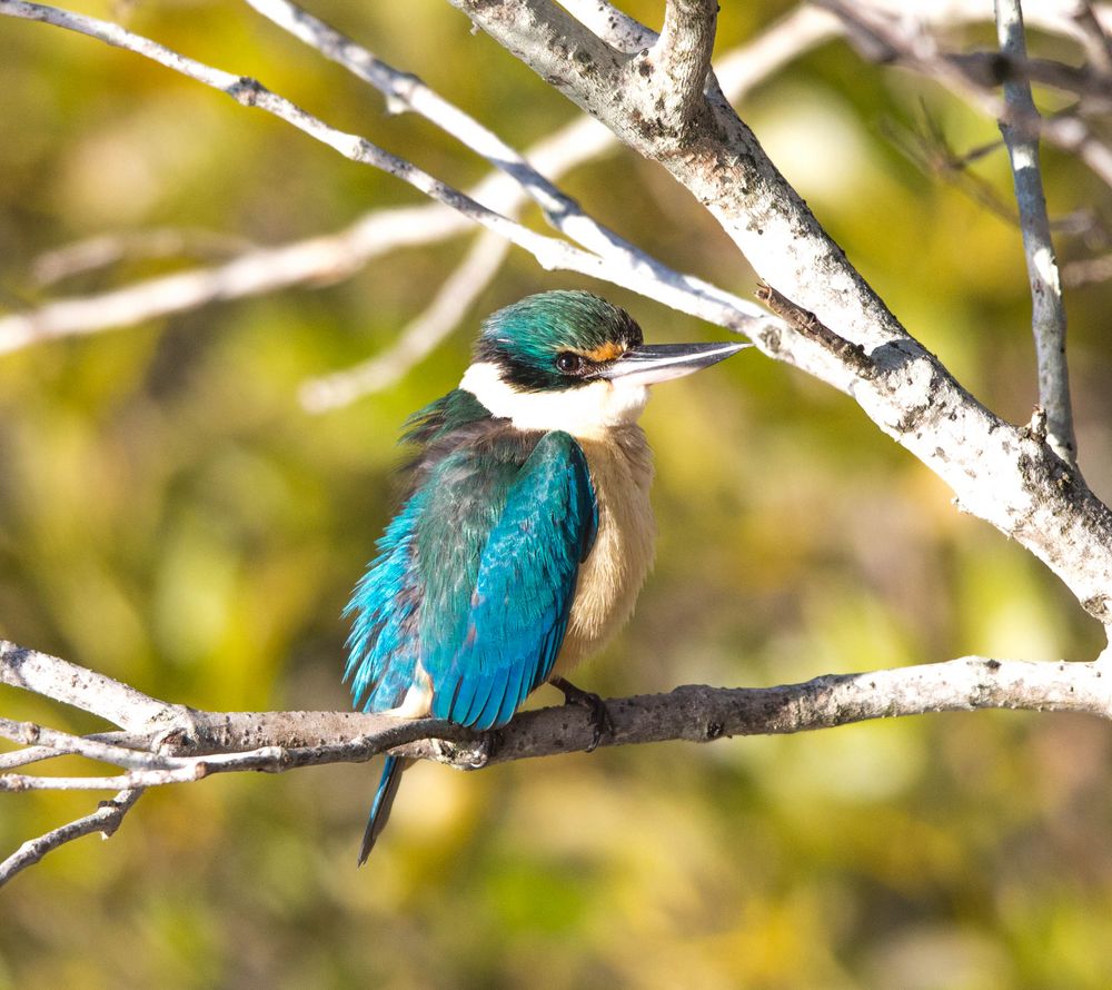 kingfisher