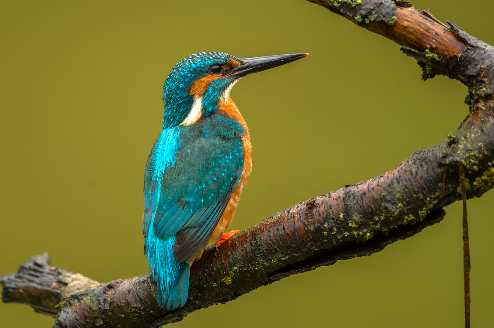 Kingfisher