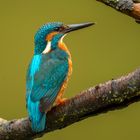 Kingfisher