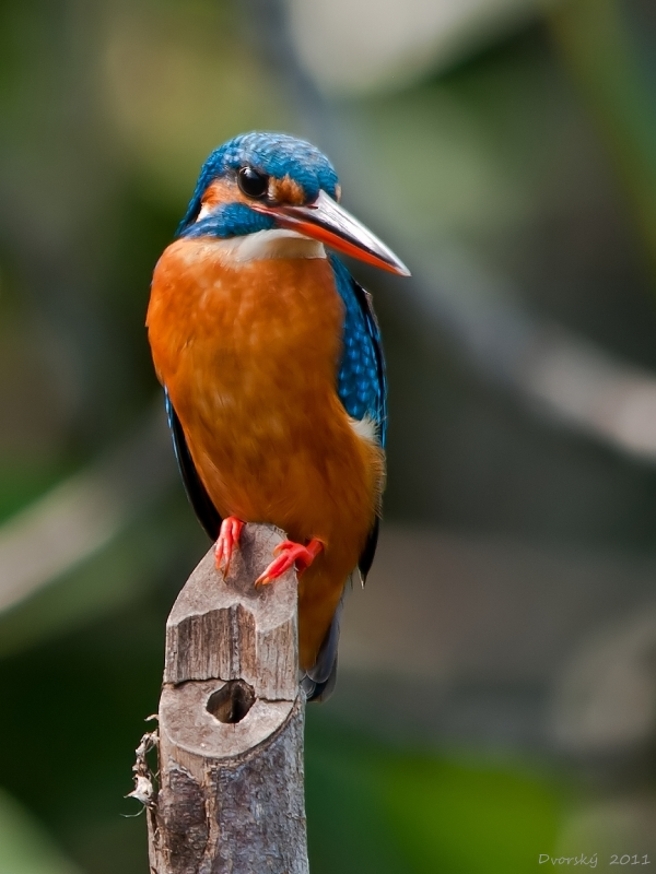 Kingfisher 3