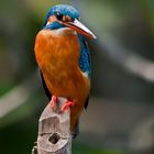 Kingfisher 3