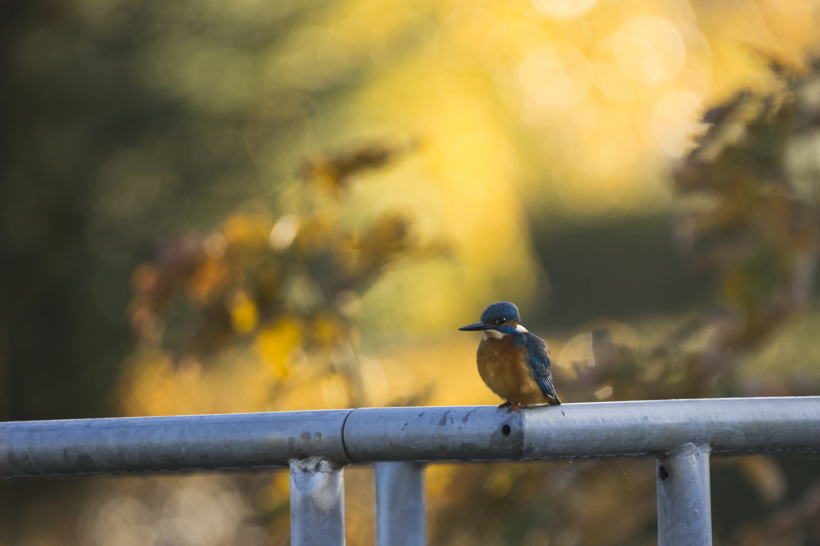 kingfisher