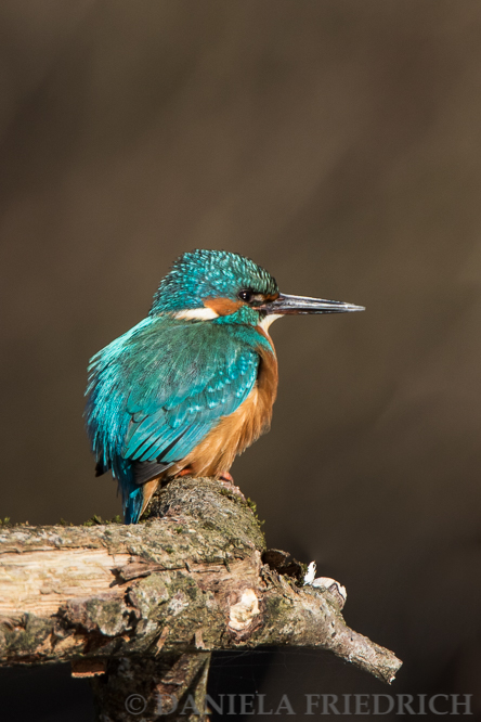 Kingfisher