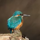 Kingfisher