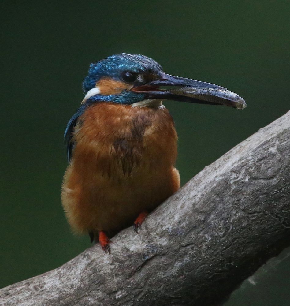 Kingfisher