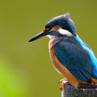 Kingfisher