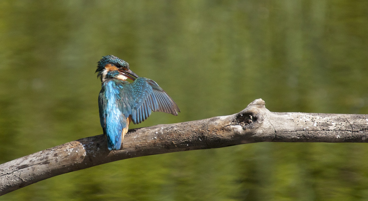 Kingfisher....