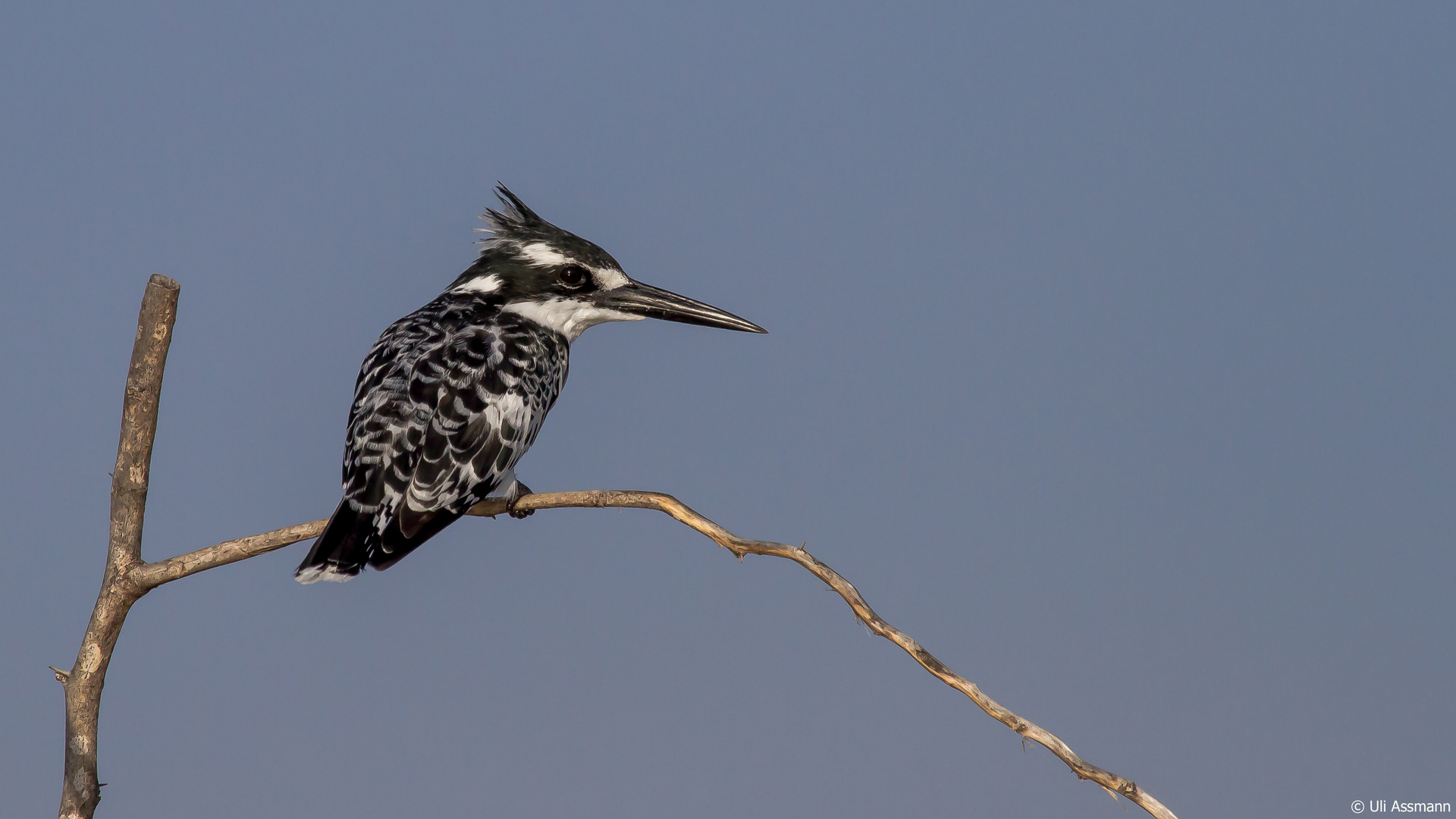 KIngfisher 