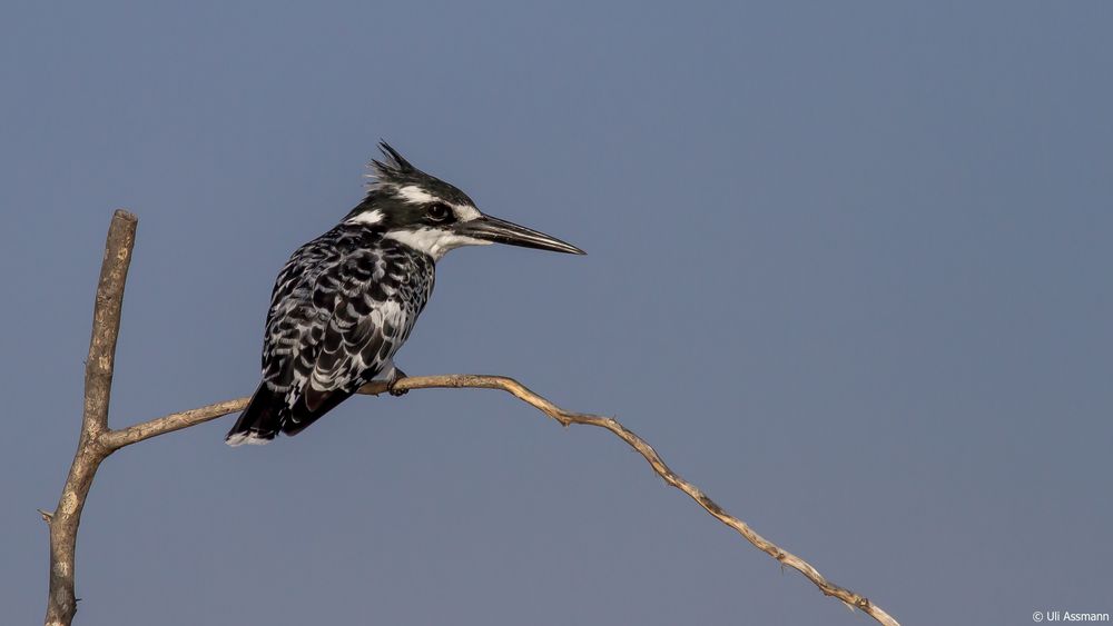 KIngfisher 