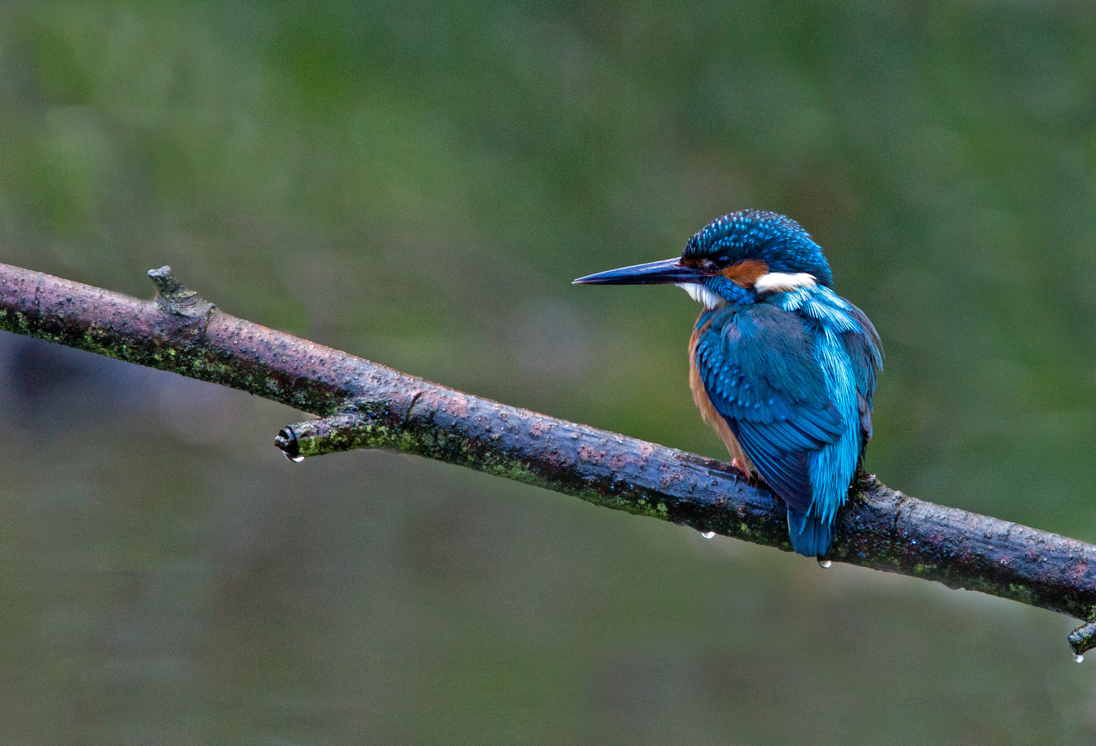 kingfisher