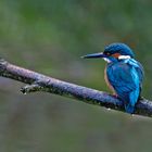 kingfisher