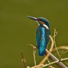 Kingfisher