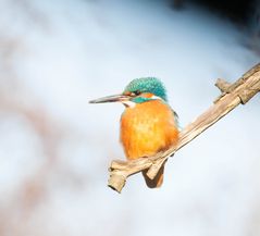 Kingfisher