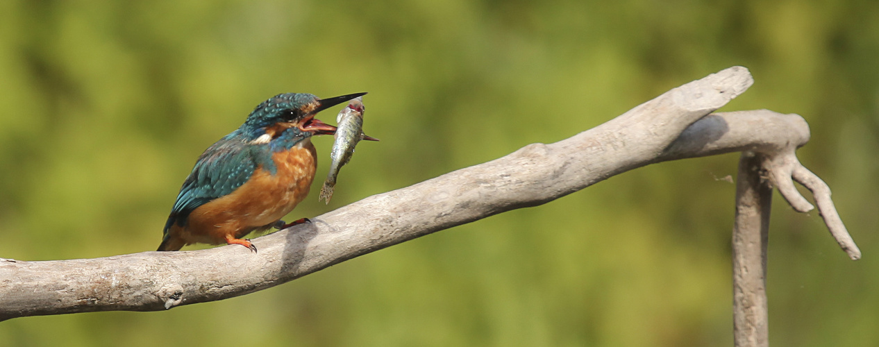 Kingfisher