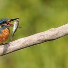 Kingfisher