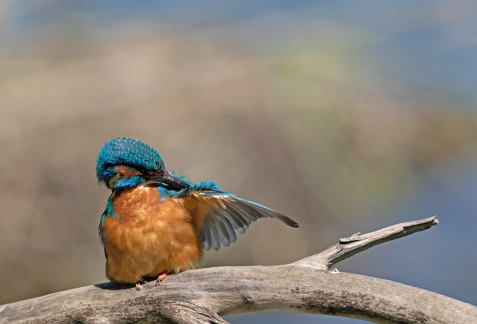 Kingfisher