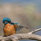 Kingfisher