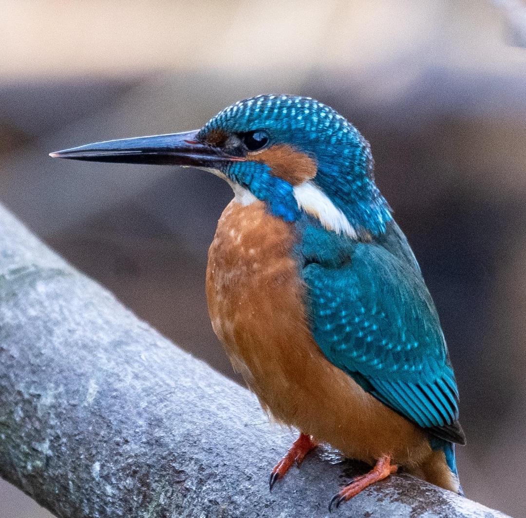 Kingfisher 