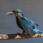 Kingfisher