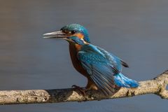 Kingfisher