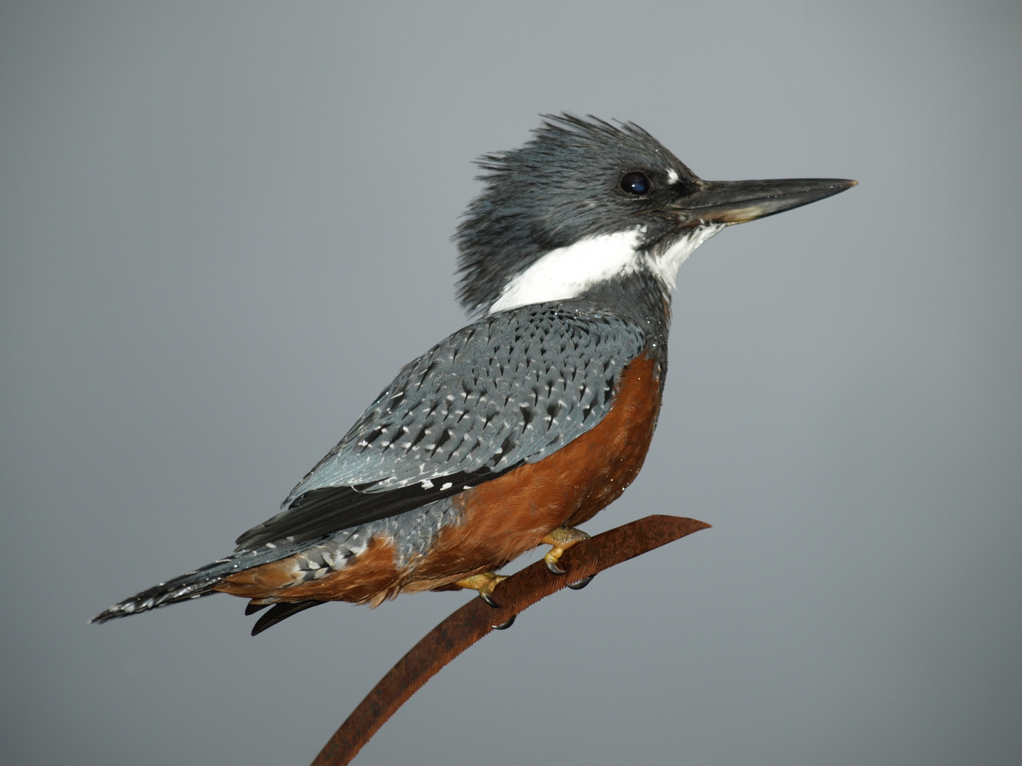 Kingfisher