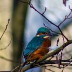 Kingfisher 