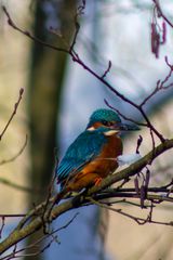 Kingfisher 