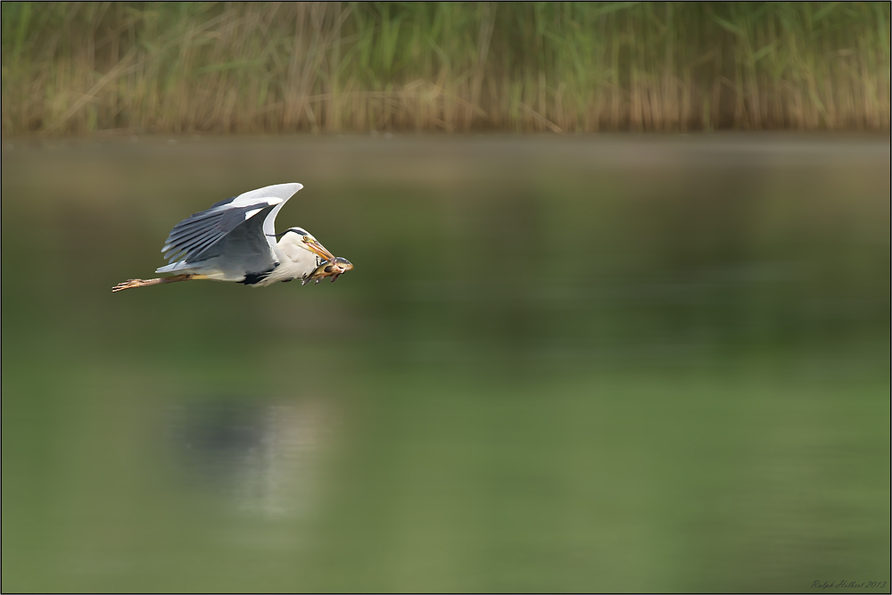 Kingfisher