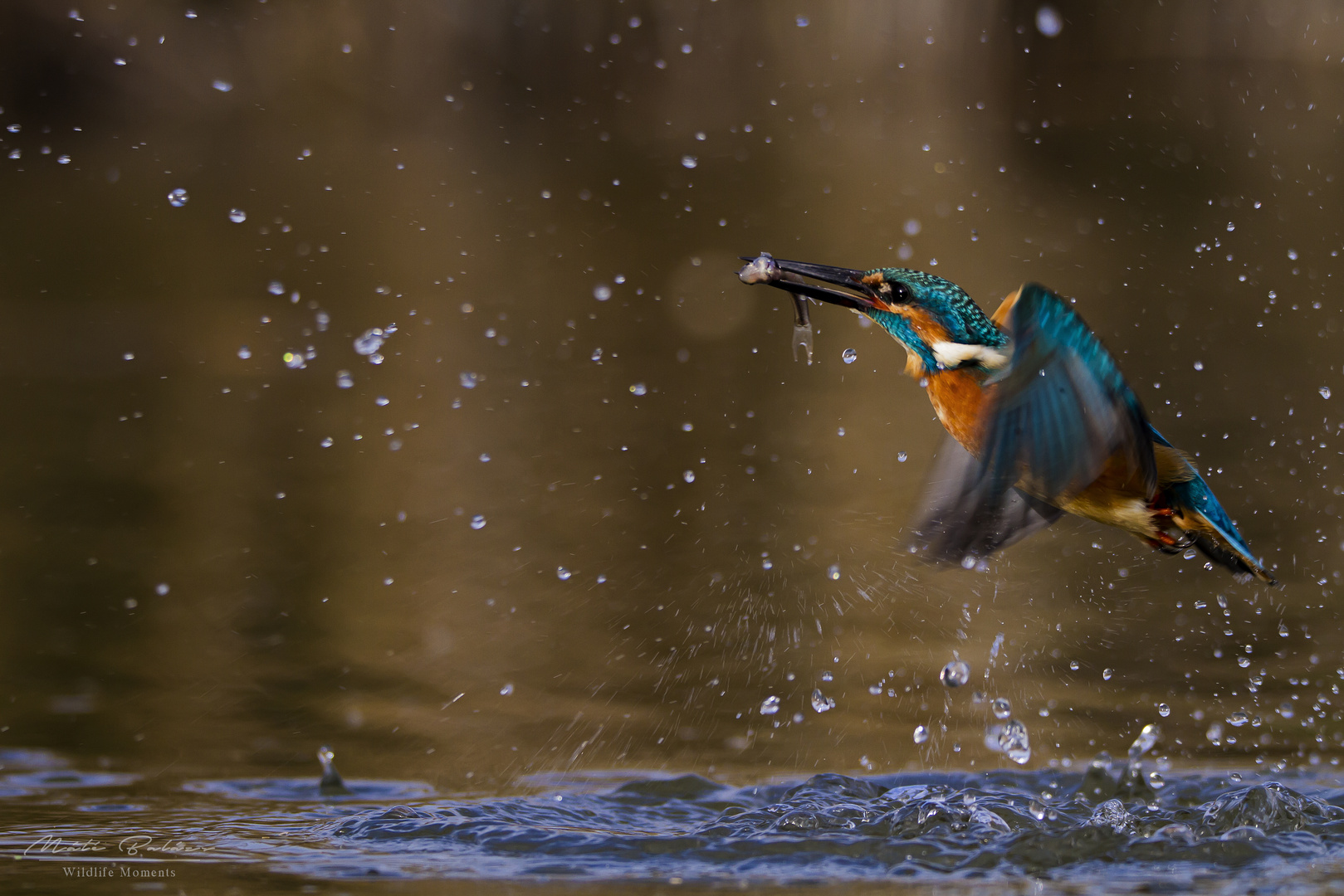 Kingfisher.