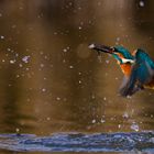 Kingfisher.