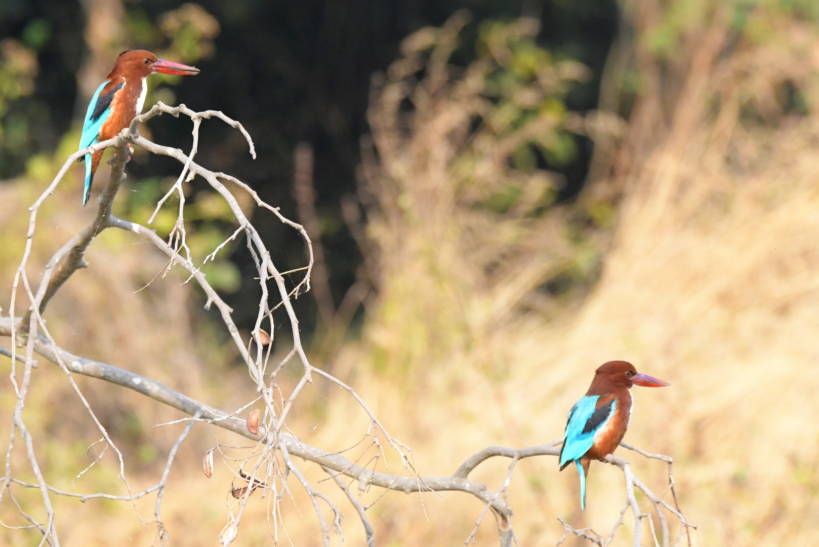 Kingfisher