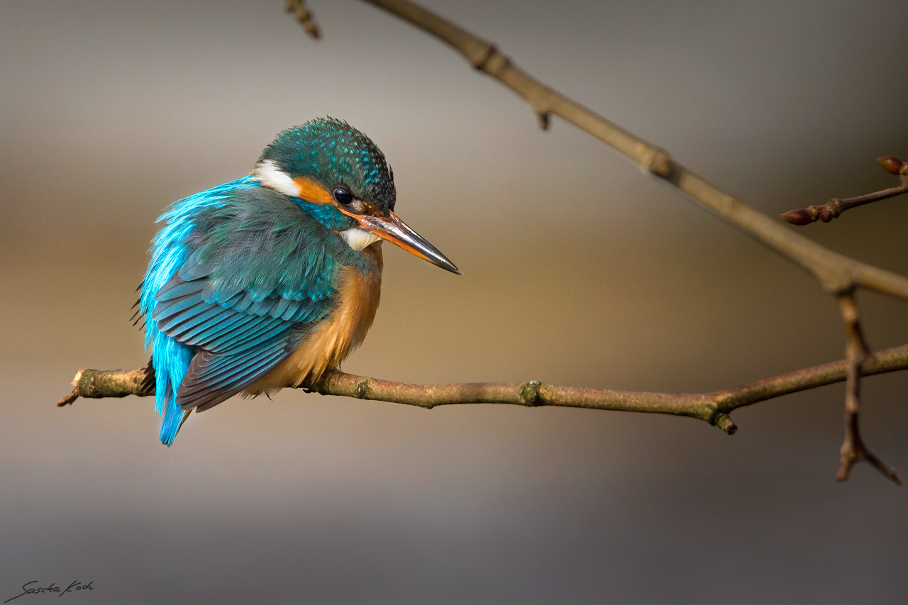 Kingfisher