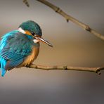 Kingfisher