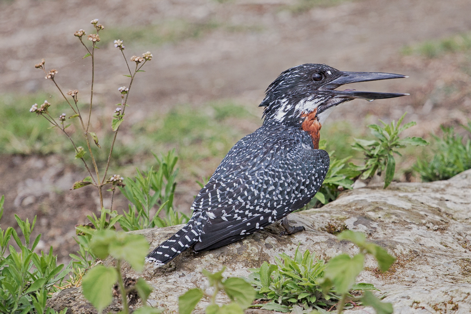 Kingfisher