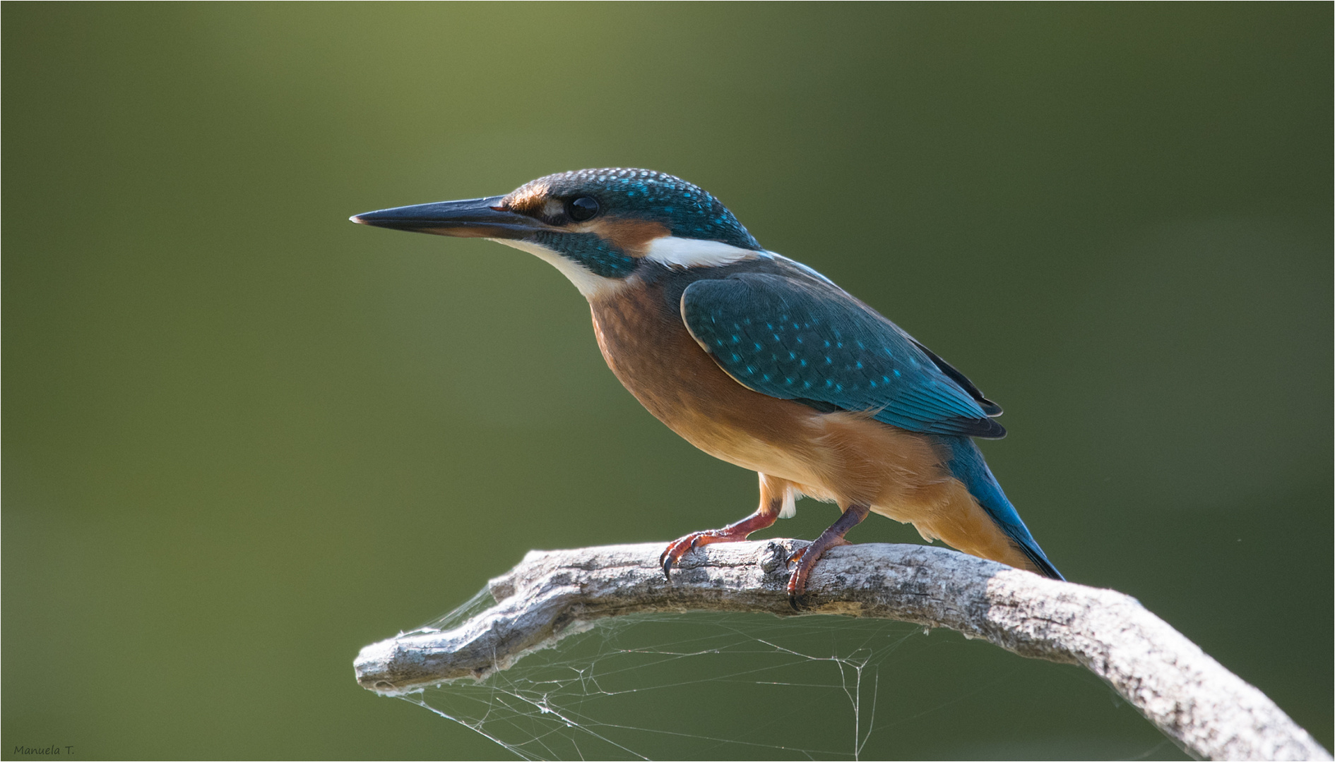 Kingfisher