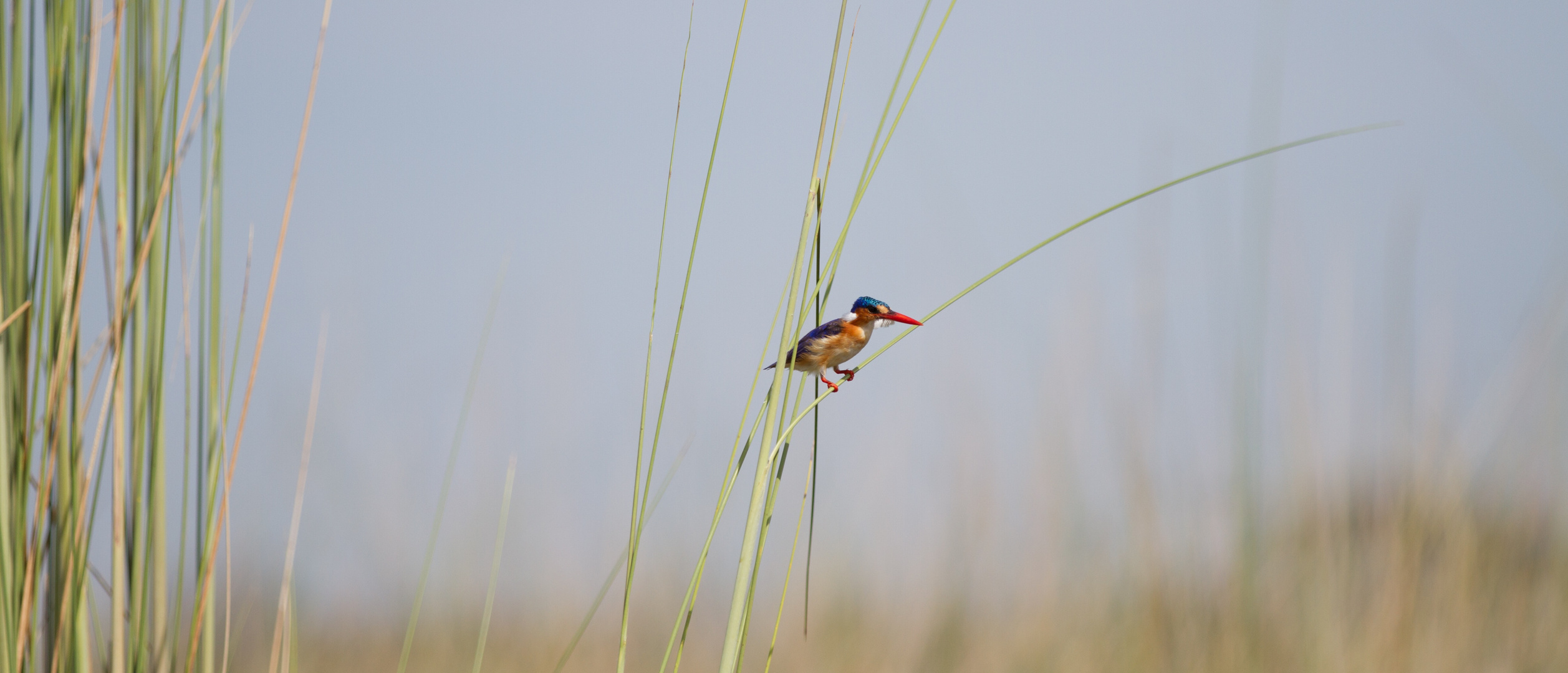 Kingfisher