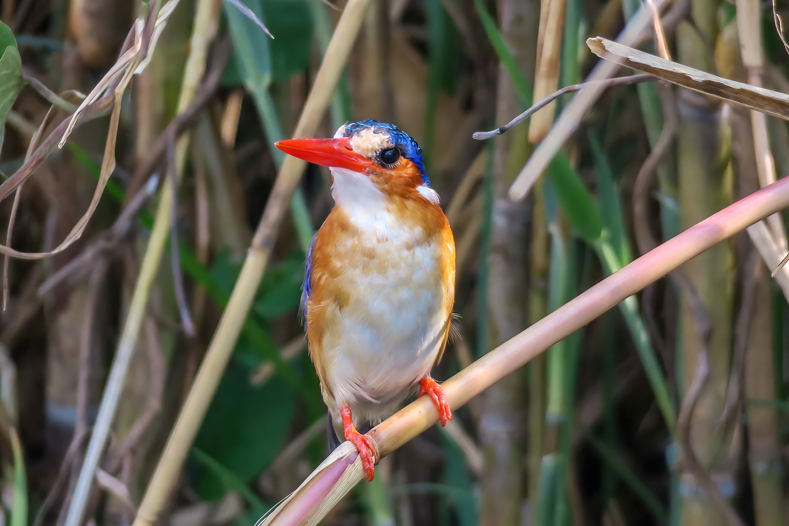 Kingfisher