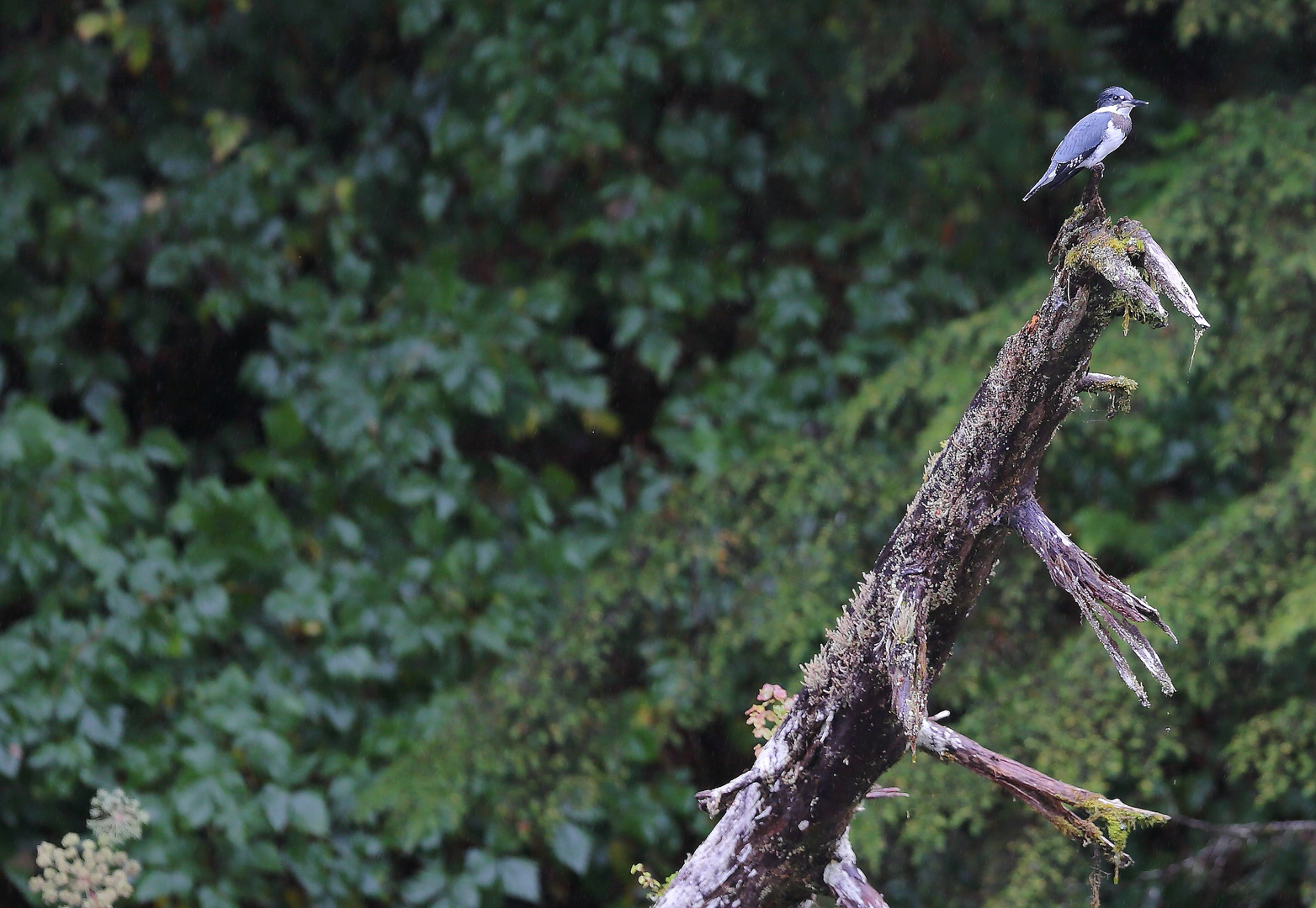 Kingfisher