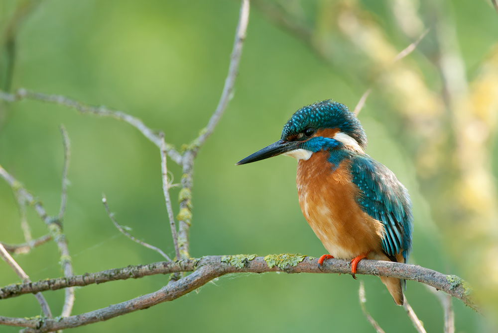 Kingfisher