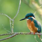 Kingfisher