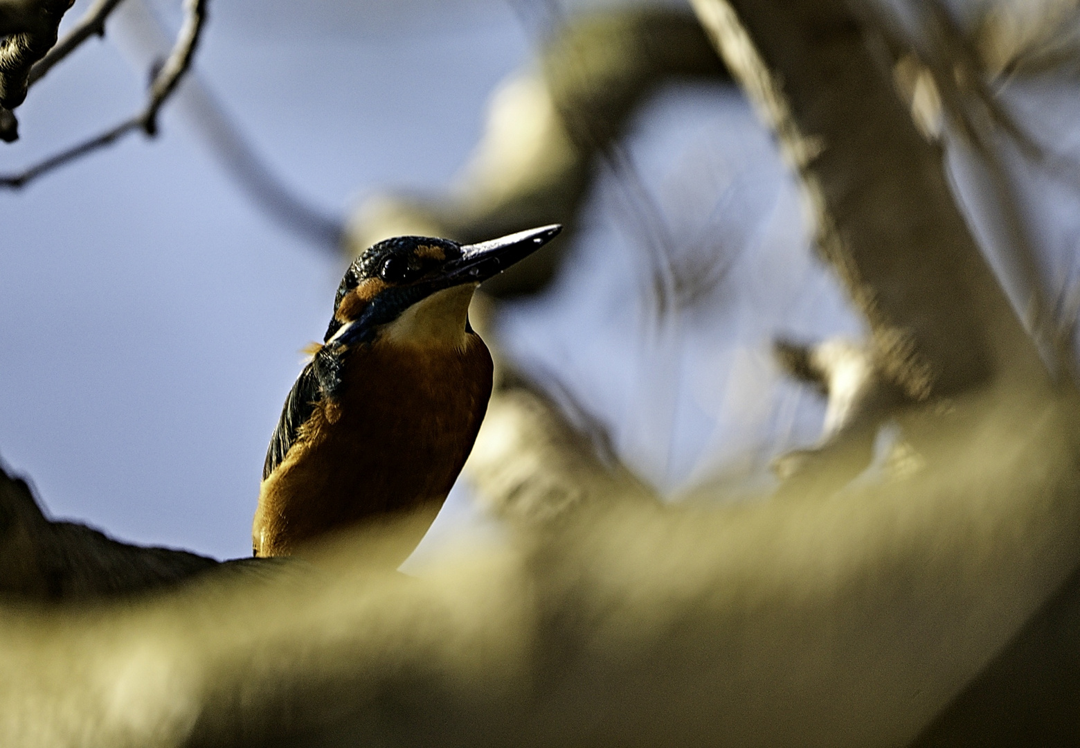 Kingfisher