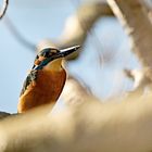 Kingfisher