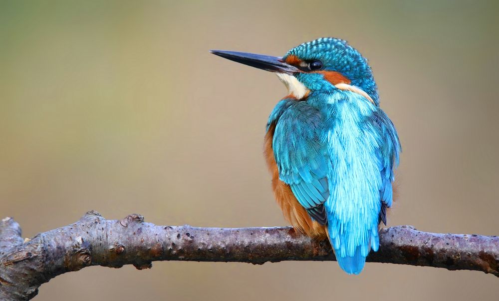 Kingfisher