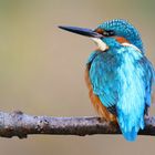 Kingfisher